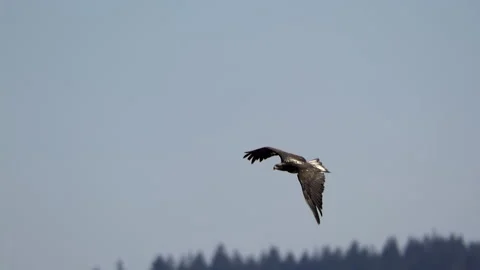 American Bald Eagle In Flight, Bird, Fly, Flying Stock-Footage 344590724