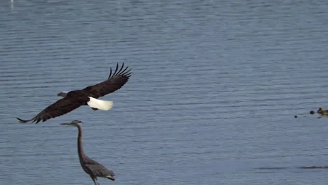 American Bald Eagle In Flight, Bird, Fly, Flying Stock-Footage 344592300