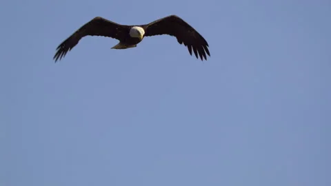 American Bald Eagle In Flight, Bird, Fly, Flying Stock-Footage 344593454