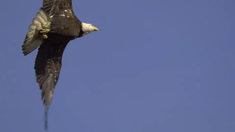 American Bald Eagle In Flight, Bird, Fly, Flying Stock-Footage 344593755
