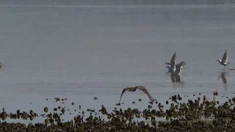American Bald Eagle In Flight, Bird, Fly, Flying Stock-Footage 344594869