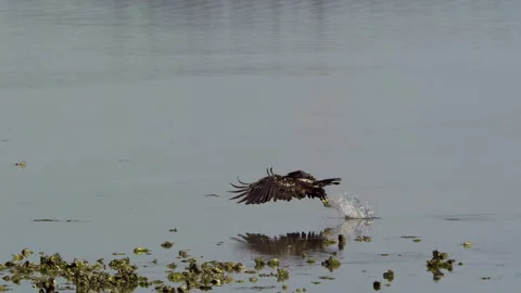 American Bald Eagle In Flight, Bird, Fly, Flying Stock-Footage 344595727