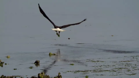 American Bald Eagle In Flight, Bird, Fly, Flying Stock-Footage 344595926