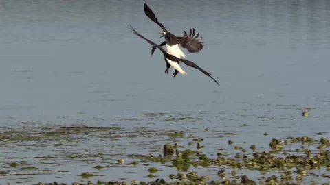 American Bald Eagle In Flight, Bird, Fly, Flying Stock-Footage 344596062
