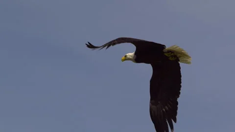 American Bald Eagle In Flight, Bird, Fly, Flying Stock-Footage 344596294
