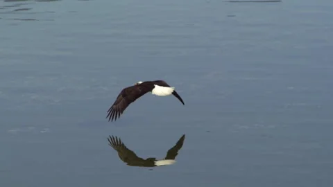 American Bald Eagle In Flight, Bird, Fly, Flying Stock Footage 345373253