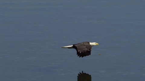 American Bald Eagle In Flight, Bird, Fly, Flying Stock Footage 345373646