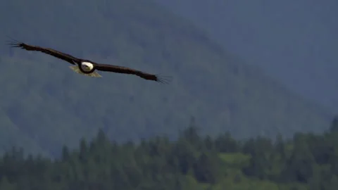 American Bald Eagle In Flight, Bird, Fly, Flying Stock Footage 345373713