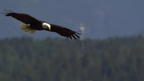American Bald Eagle In Flight, Bird, Fly, Flying Stock Footage 345373758