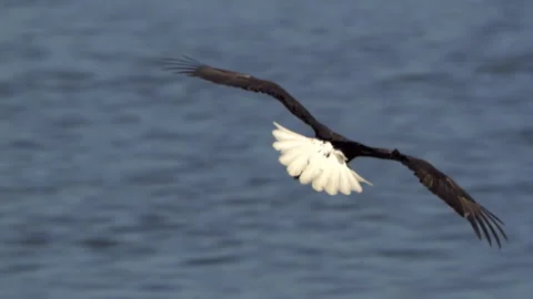 American Bald Eagle In Flight, Bird, Fly, Flying Stock Footage 345373781