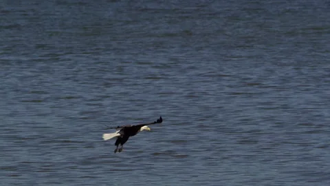 American Bald Eagle In Flight, Bird, Fly, Flying Stock Footage 345373810