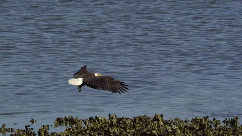 American Bald Eagle In Flight, Bird, Fly, Flying Stock Footage 345373866