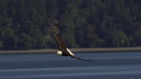 American Bald Eagle In Flight, Bird, Fly, Flying Stock Footage 345374028