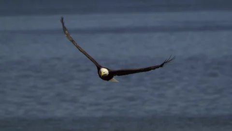 American Bald Eagle In Flight, Bird, Fly, Flying Stock Footage 345374070