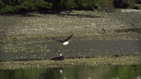 American Bald Eagle In Flight, Bird, Fly, Flying Stock Footage 345374274