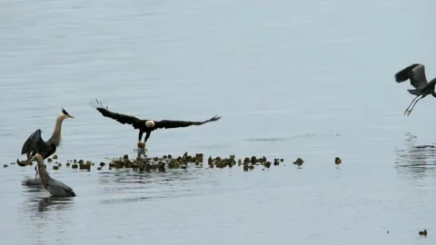 American Bald Eagle In Flight Catches Fish Stock Footage 156516273