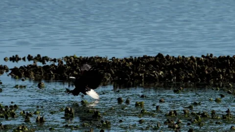 American Bald Eagle In Flight Catches a Fish Stock Footage 156529435