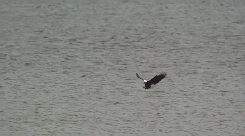 American Bald Eagle In Flight Catches a Fish Stock Footage 311325998