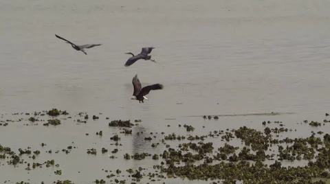 American Bald Eagle In Flight Catches a Fish Stock Footage 311326038