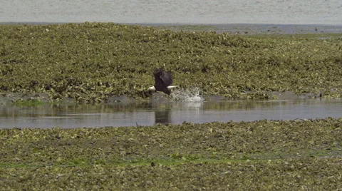 American Bald Eagle In Flight Catches a Fish Stock Footage 311327121