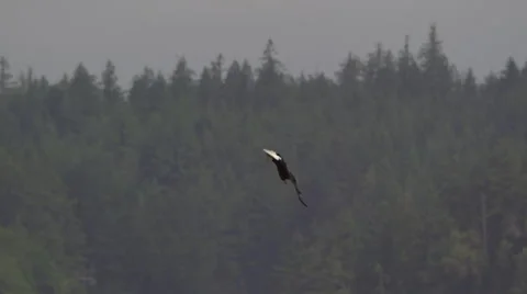 American Bald Eagle In Flight Catches a Fish Stock Footage 311327596