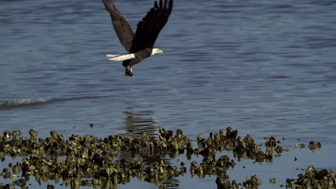American Bald Eagle In Flight Catches a Fish Stock Footage 345373800