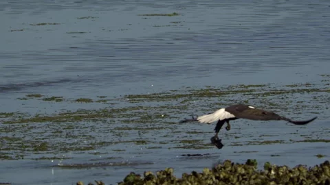 American Bald Eagle In Flight Catches a Fish Stock Footage 345373927