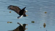 American Bald Eagle In Flight Catching A Fish Stock Footage