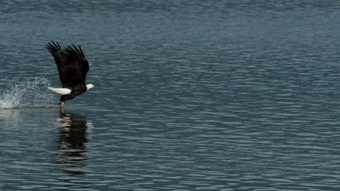 American Bald Eagle In Flight Catching a Fish Video stock 133804956