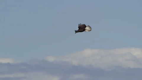 American Bald Eagle In Flight Dives Stock Footage 345373966
