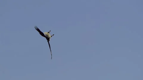 American Bald Eagle In Flight Dives Stock Footage 345374118