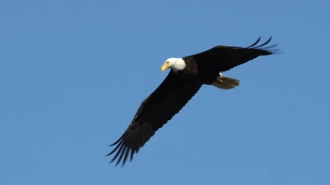 American Bald Eagle In Flight Stock Footage 133764126