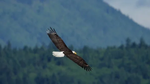 American Bald Eagle In Flight Stock Footage 133773294