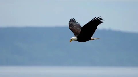 American Bald Eagle In Flight Video stock 154215948