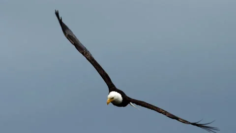 American Bald Eagle In Flight Video stock 155764400