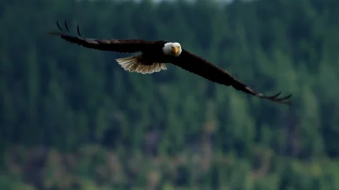 American Bald Eagle In Flight Video stock 155770115