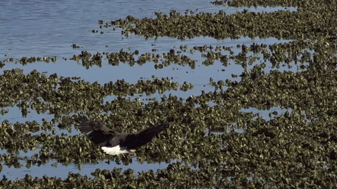American Bald Eagle In Flight Gets a Fish Stock Footage 345373738