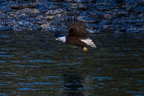 American Bald Eagle in Flight over the Ocean in Alaska with Rocky Shoreline Stock Photos