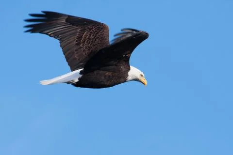 American bald eagle in flight Stock Photos