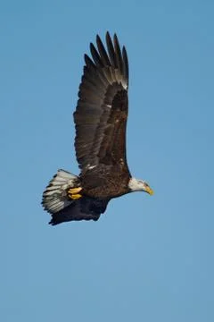 American bald eagle in flight Stock Photos