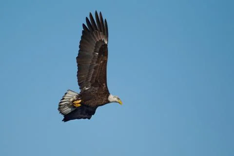 American bald eagle in flight Stock Photos
