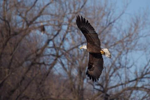 American bald eagle in flight Stock Photos