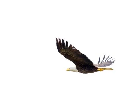 American Bald Eagle in Flight Foto stock