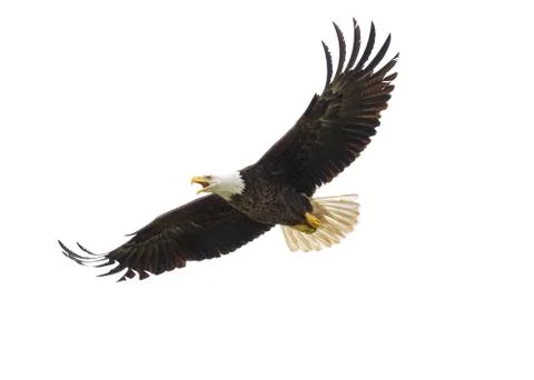 American Bald Eagle in Flight Foto stock
