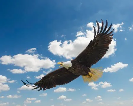 American Bald Eagle in Flight Stock Photos