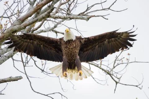 American Bald Eagle in Flight Stock Photos