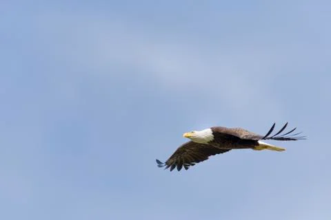 American Bald Eagle in Flight Stock Photos