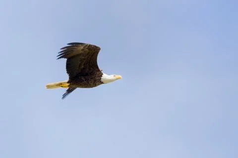 American Bald Eagle in Flight Stock Photos