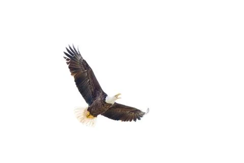 American Bald Eagle in Flight Stock Photos