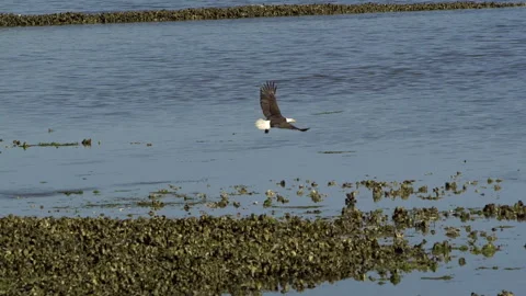 American Bald Eagle In Flight Snags a Fish Stock Footage 345373932